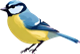 blue tit
